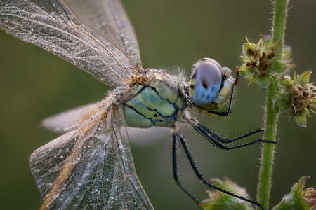 The photo of a Dragonfly on the stem of a plant