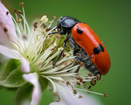 The photo of a beetle on the flower of a blackberryの写真素材