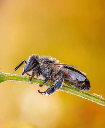 Photo of A sleeping Bee On the stem of a plantsの写真素材
