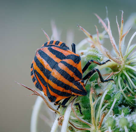 The photo of a Graphosoma lineatum on the plantの写真素材