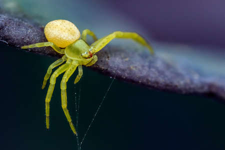 The photo of a Spider On the Leaf Of A Cabbageの写真素材