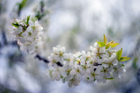 The photo of the plum blossom in Nalchik Kabardino-Balkarian Republicの写真素材