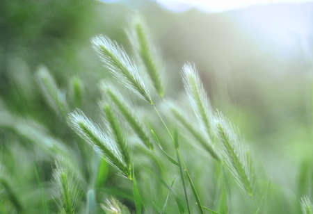 The photo of the Sunset Barley in Nalchik Kabardino-Balkarian Republicの写真素材