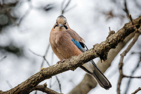 A Jay Brown Bird Eating On The Treeの写真素材