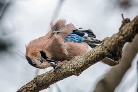 A Jay Brown Bird Eating On The Treeの写真素材