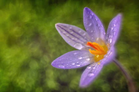 A Crocus Flower Above Green Backgrownd Bokehの写真素材