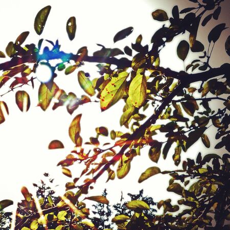 Image of the sun shining through the leaves of a tree. 