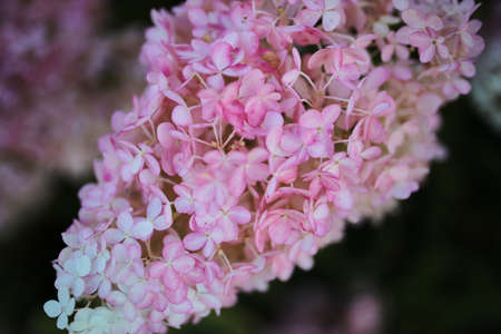 Blooming white-pink lilac. Close up photo. Flowerの写真素材