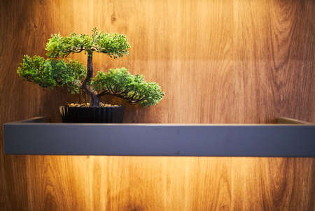 Bonsai stands on wooden background. Close up photo.の写真素材