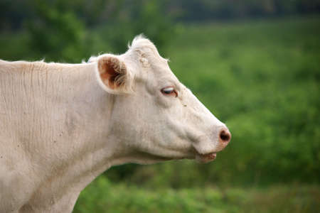 Shot of white cow on green pastureの写真素材