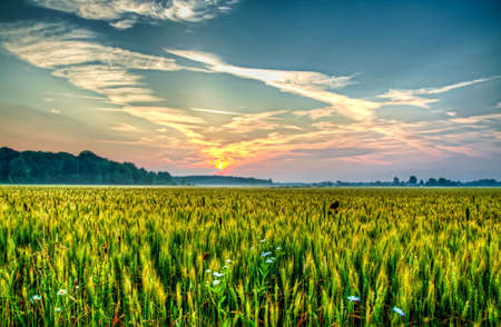 Misty morning sunrise over wheat field, heralds the dawn of a new day  