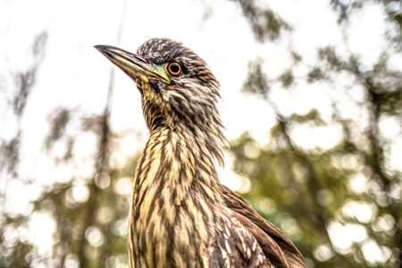 A juvenile black crowned night heron watches the murky waters of a cypress swamp waiting for his...