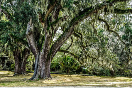 Carolina Winter  Century old Live Oak tree draped in Spainish moss waits for the return of warmer weather の写真素材