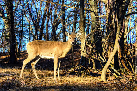 Doe standing in the grove of trees  の写真素材