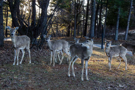 Herd of does and yearling deer looking curiously at the camera  Ludington State Park  Ludington, Michigan の写真素材