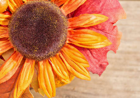 Single sunflower in autumn colors on a textured wood backgroundの写真素材