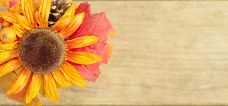Single sunflower in autumn colors on a textured wood background with copy space  の写真素材