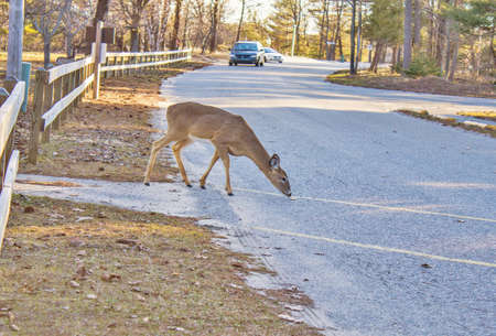 Deer in the road as oncoming traffic approaches  の写真素材