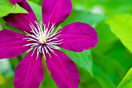 Purple Clematis vine adds beauty and height to the garden の写真素材