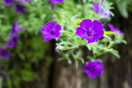 Beautiful lush purple petunias  America s favorite annual for the garden  の写真素材