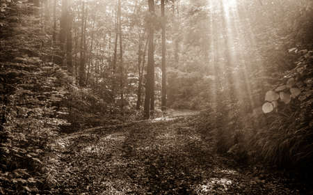 Sunbeams through the dense forest along a winding backcountry road  の写真素材