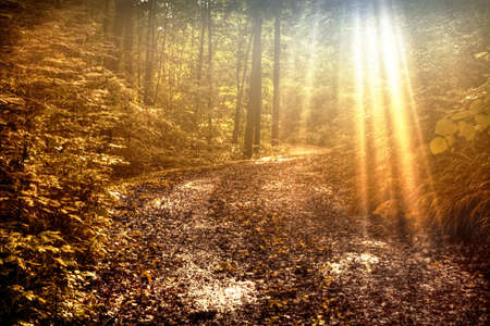 Sunbeams through the dense forest along a winding backcountry road  