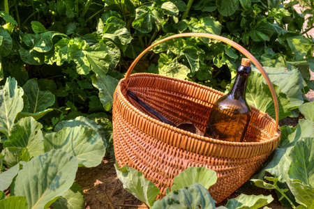 A bottle of natural herbal tonic surrounded by the lush vegetation of an organic garden の写真素材