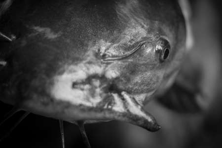 Freshly caught catfish placed on ice for freshness  の写真素材