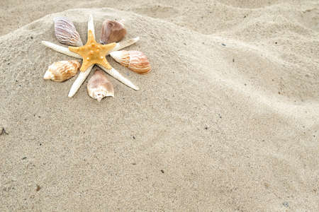 Starfish and shells on a sandy beach with copy space  の写真素材