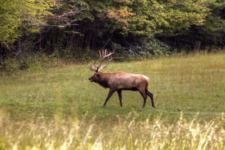 Large bull elk in the Cataloochee Valley. Great Smoky Mountains National Park. North Carolina.の写真素材