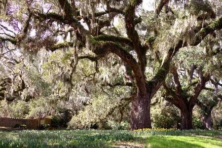Carolina Spring. Live oak tree with daffodils blooming at the base.の写真素材