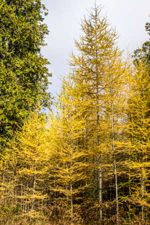 Coniferous trees turn yellow every three to five years creating a unique and beautiful autumn display of color.の写真素材