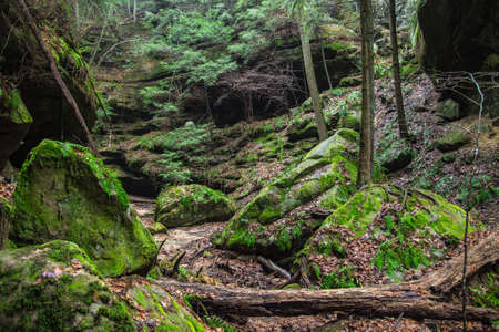 The lush green gorge of Conkles Hollow located in Hocking Hills State Park. Logan, Ohio.の写真素材