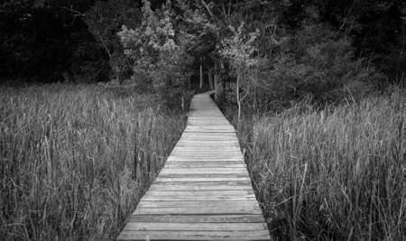 The path to nowhere. Lonely and remote boardwalk leads into a dark forest.の写真素材