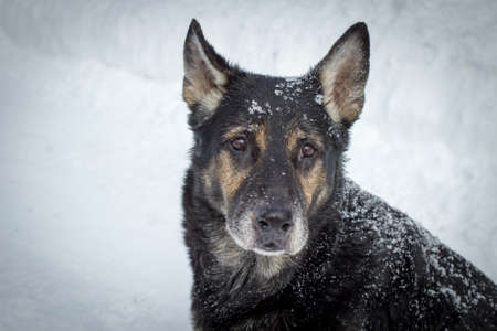 Bring Pets In From The Cold. Older German Shepherd sitting in the snow staring at the camera with sad eyes.の写真素材