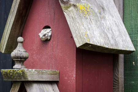 The Effects Of Deforestation. Tree Frog forced to take up residence in a rustic birdhouse.