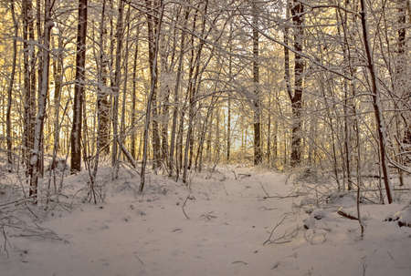 Winter Forest Path. The sun rises in the background of a forest path encased in a beautiful fresh fallen snow.の写真素材
