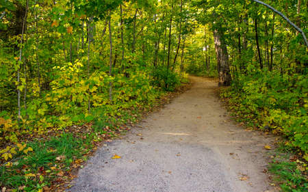 Journey Through The Forest. Winding path through a northern forest as the fall colors start to...