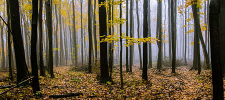 Foggy Autumn Forest Panorama. Northern Michigan forest sunrise on a foggy October autumn morningの写真素材