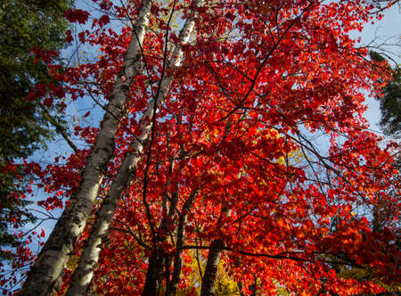 Vibrant Autumn Foliage. Beautiful vibrant fall color on a maple tree ablaze with peak fall color in...