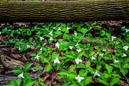Seasonal Spring Wildflower Nature Background. Spring trillium carpet a northern forest floor. Trillium are protected in the wild and are the official wildflower of Ontario and Ohio.の写真素材