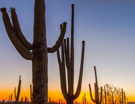 Saguaro Sunset. Silhouette of large Saguaro Cactus in the Saguaro National Park outside of Tucson, Arizona.の写真素材