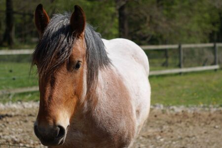 horse with a beautiful hair-styleの写真素材