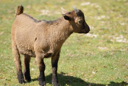 baby goatの写真素材