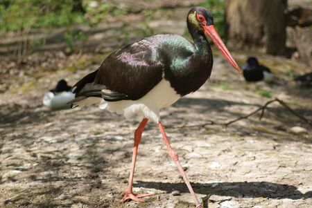 bird on the runの写真素材