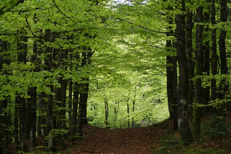 Thick forest