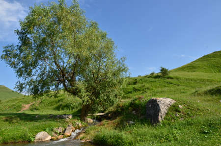 Treeの写真素材
