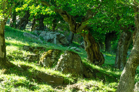 Forest in the mountainsの写真素材