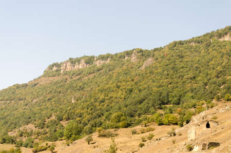 Forest in the mountains