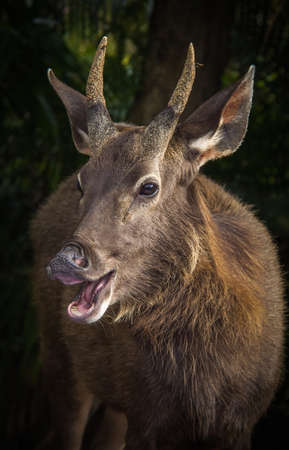 laugh animalの写真素材
